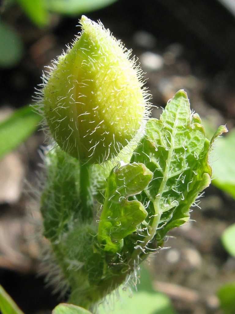 Flower bud