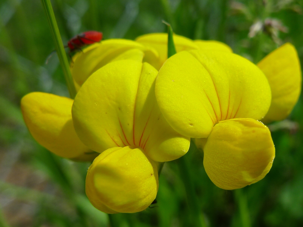 Stylosanthes biflora