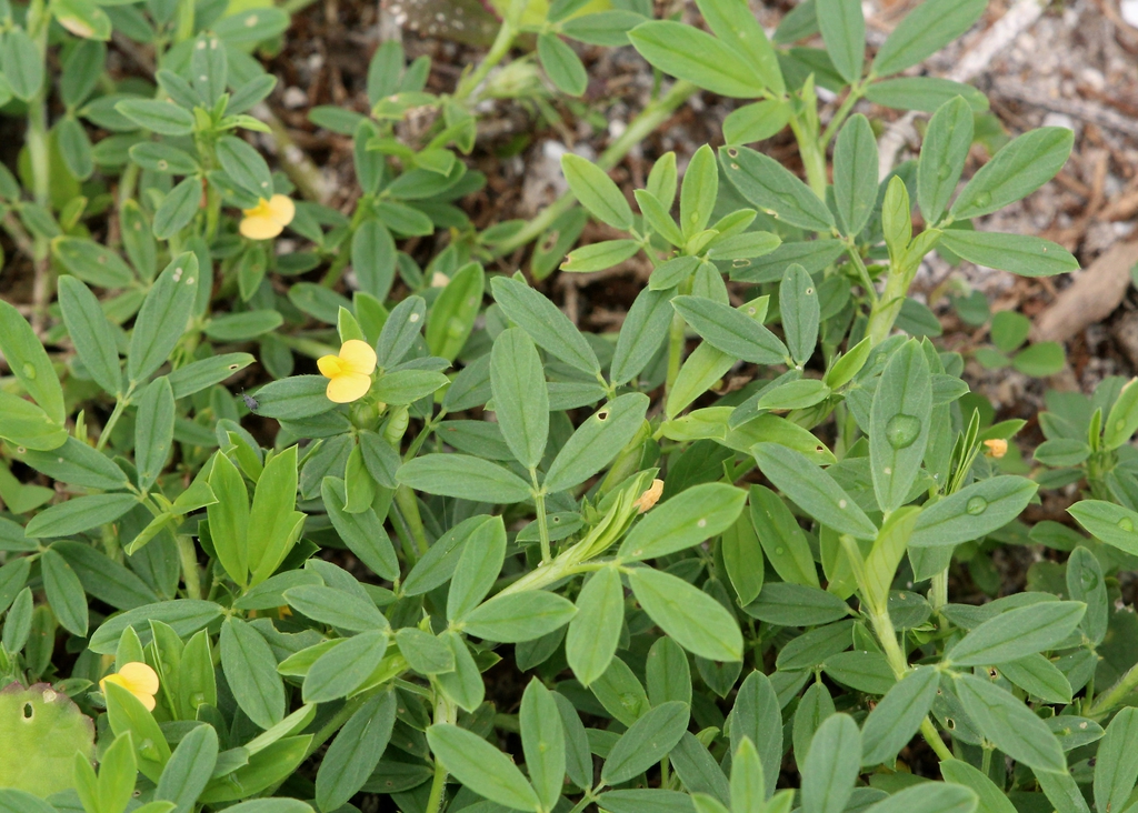 Stylosanthes biflora