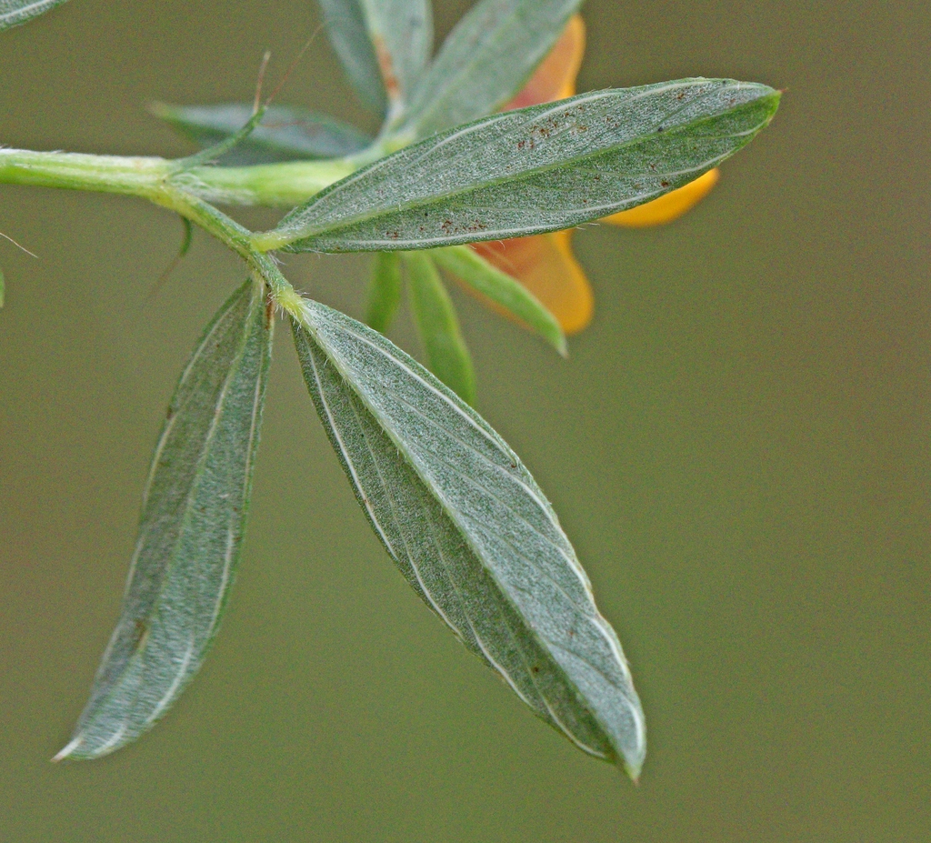 Stylosanthes biflora
