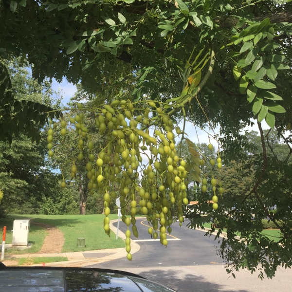 Styphnolobium japonicum