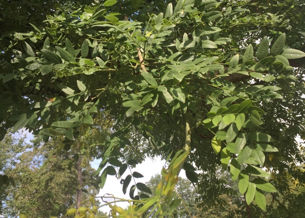 Styphnolobium japonicum