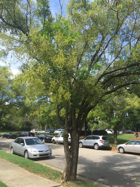 Styphnolobium japonicum