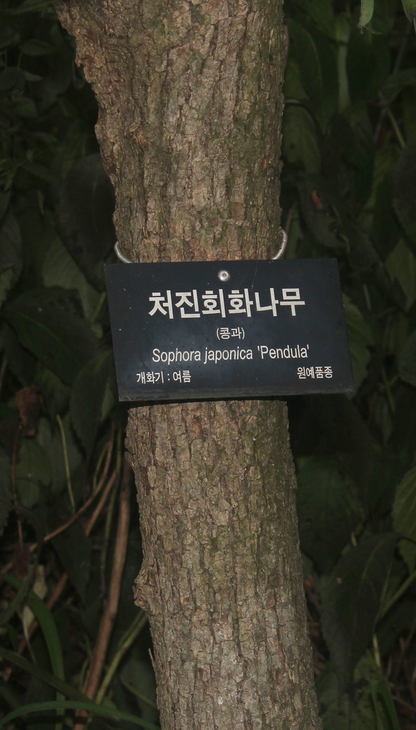 Styphnoobium japonica 'Pendula'