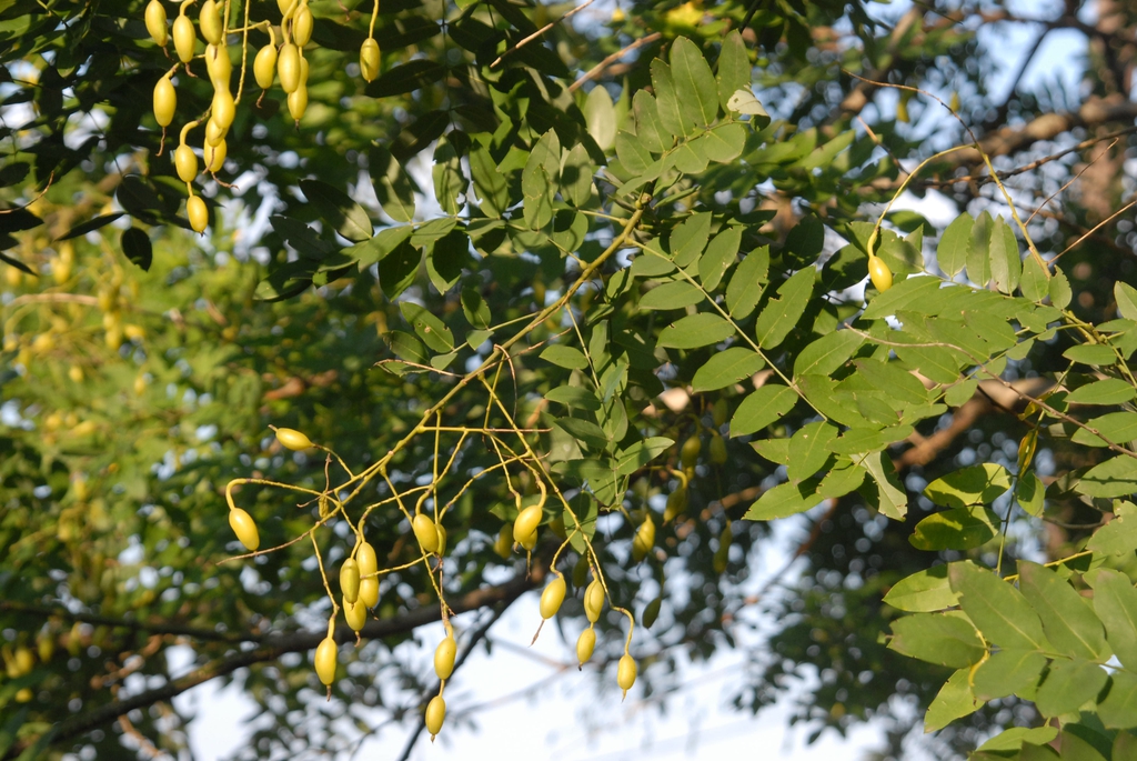 Fruit and Leaf Close-up