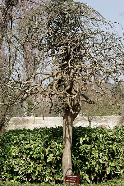 Styphnoobium japonica 'Pendula'