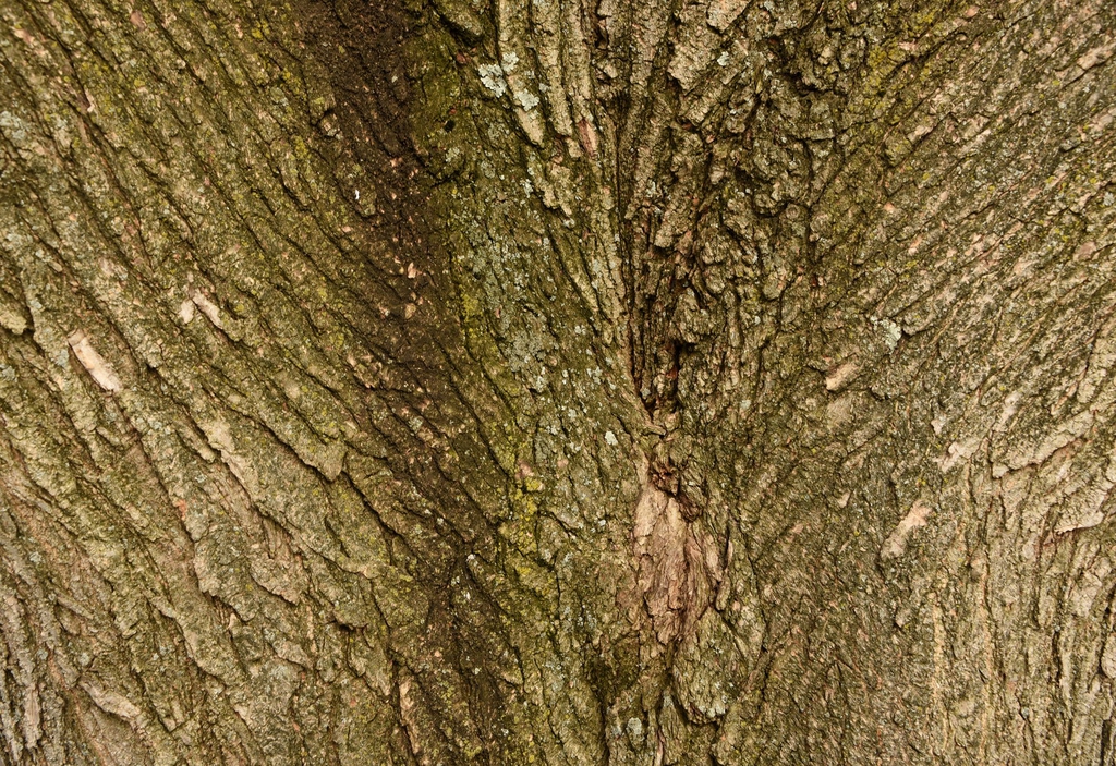 Styphnolobium japonicum