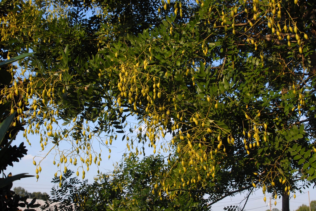 Fruit and Leaves