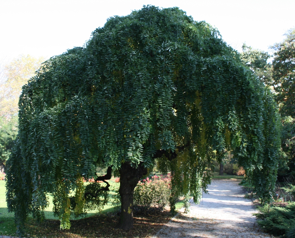 Styphnoobium japonica 'Pendula'