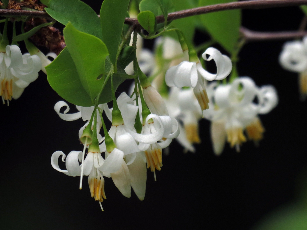 Styrax americanus