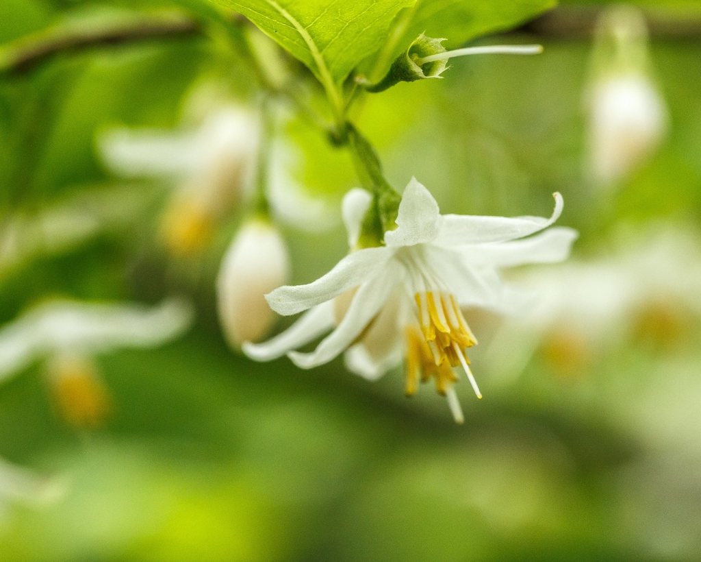 Styrax americanus