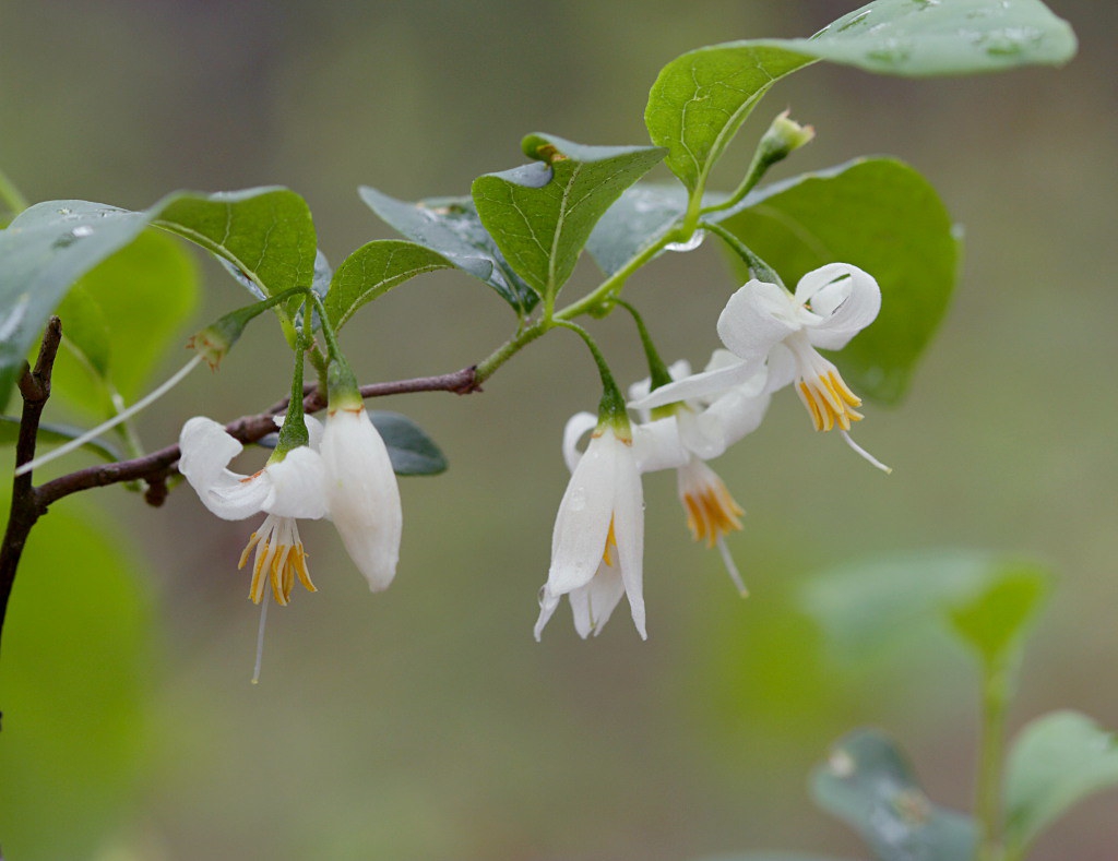 Styrax americanus