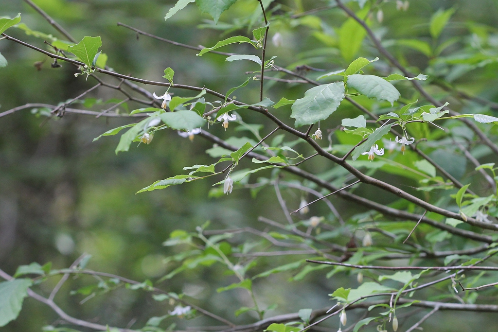 Styrax americanus