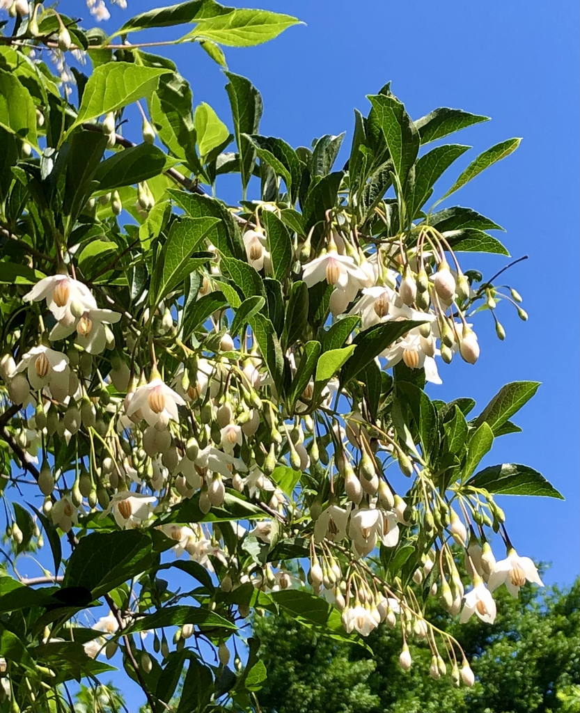 Flowers/Buds Clusters - Summer - Wake Co., NC