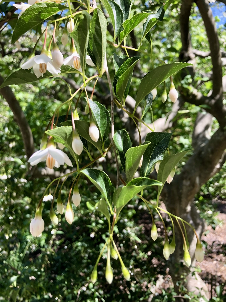 Flowers/Leaves/Branch - Summer - Wake Co., NC