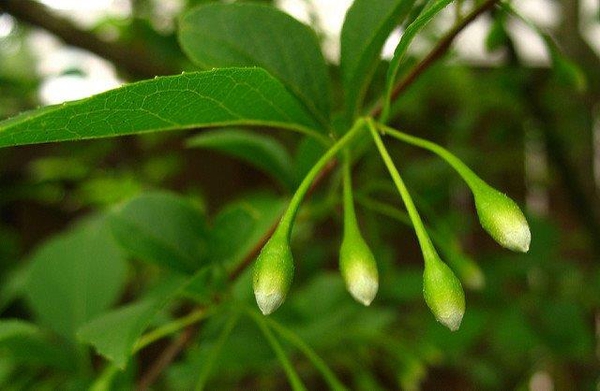 Styrax japonicus