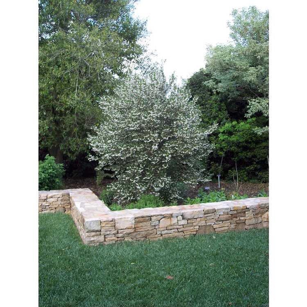 Styrax japonicus