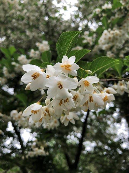 Styrax japonicus