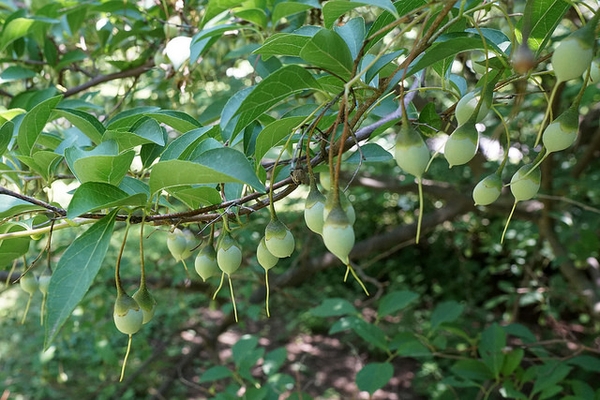 Styrax japonicus