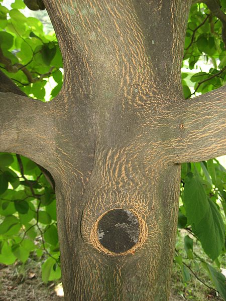 Styrax obassia