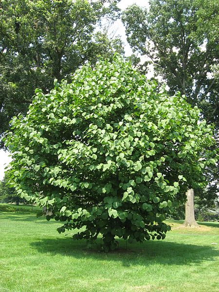 Styrax obassia