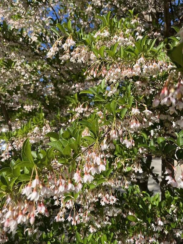 Small pink flowers hang from the undersides of tree branches.