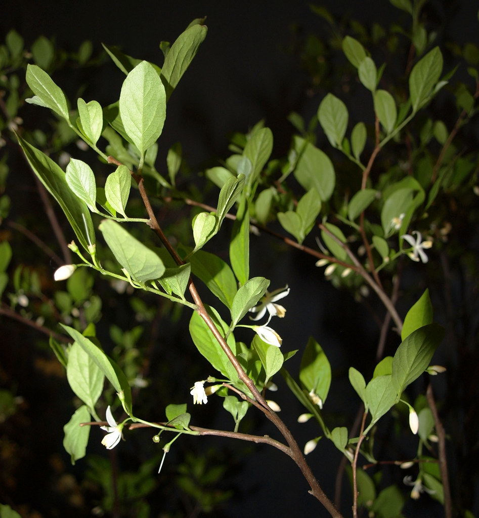Styrax americanus