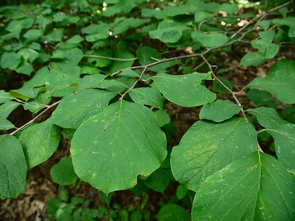 Styrax grandifolius