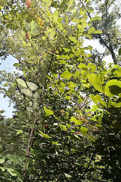 Styrax grandifolius