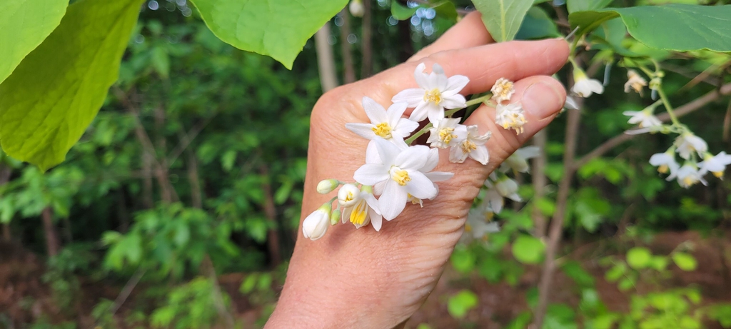 Styrax grandifolius