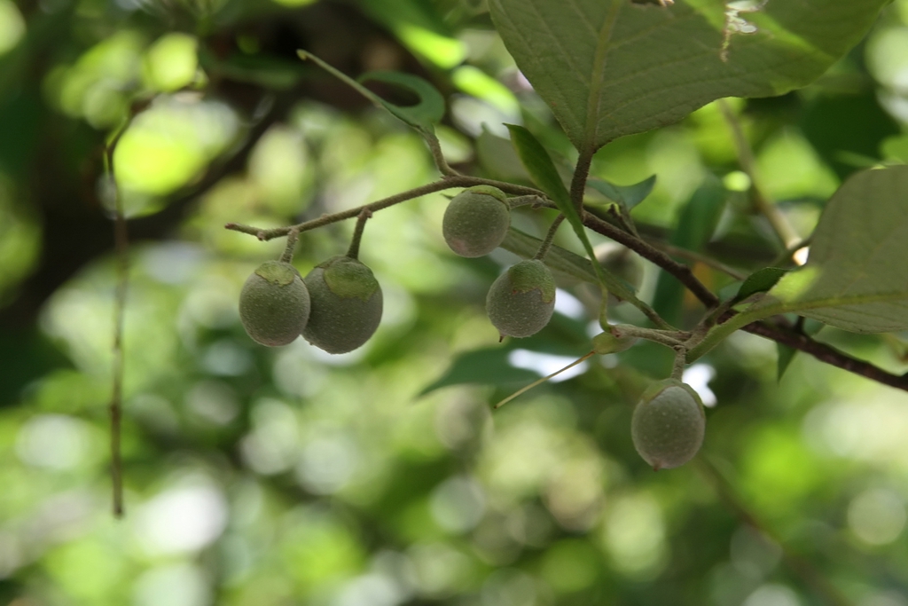 Styrax grandifolius