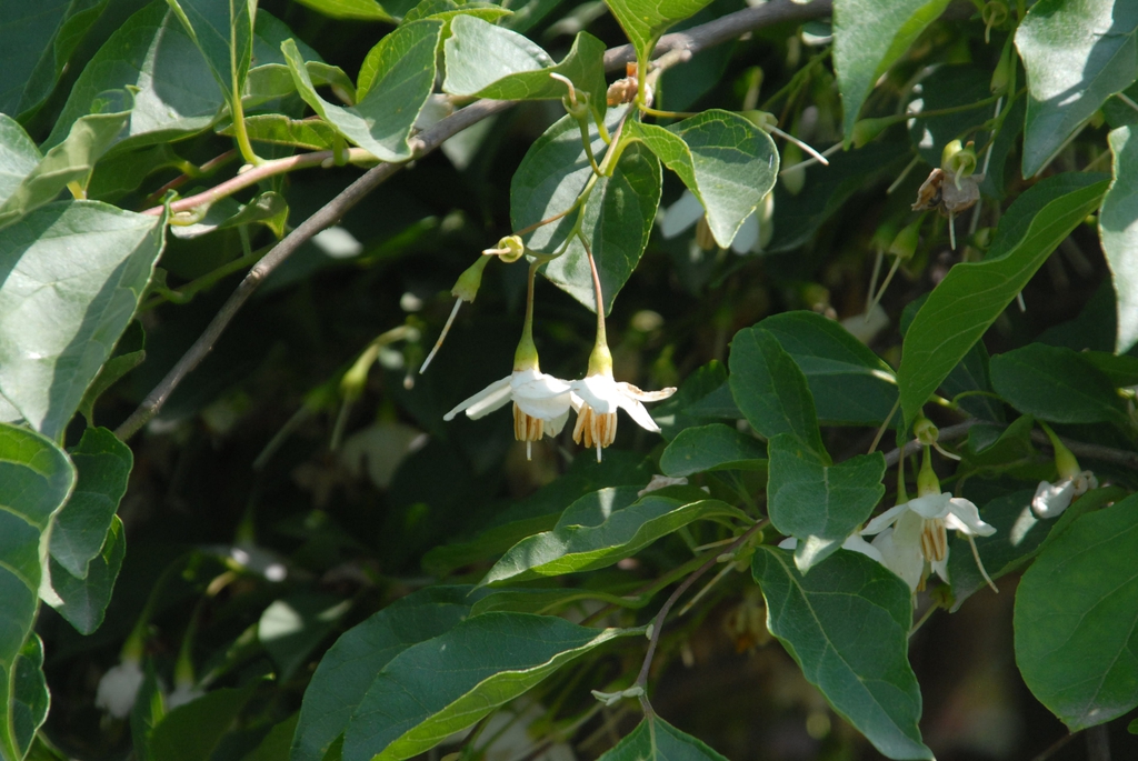 'Pendula' Flower