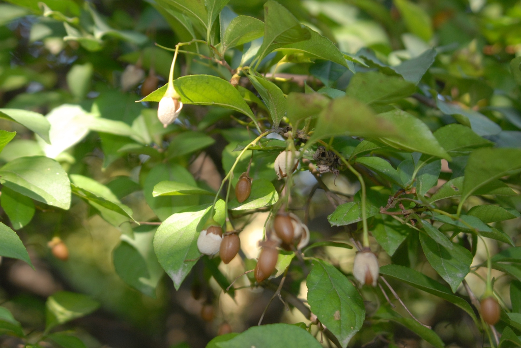 'Pendula' Fruit