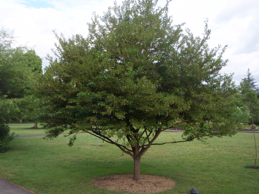 Form