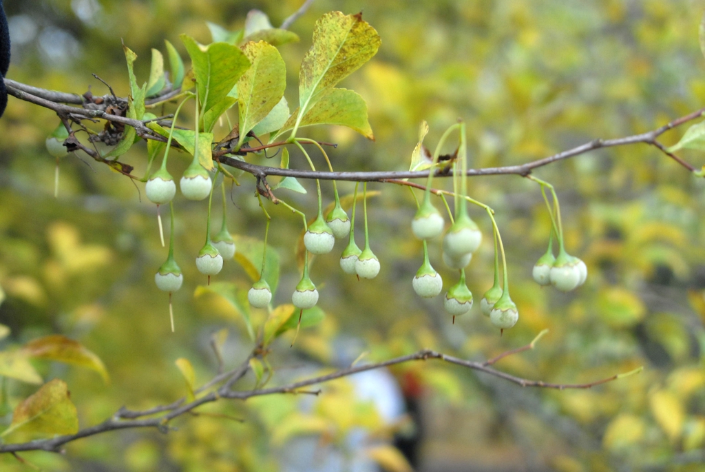 Seeds