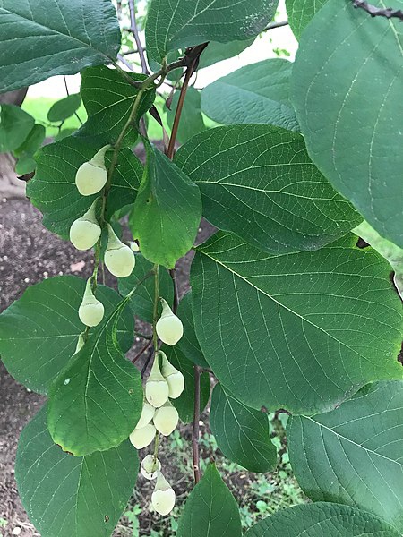Styrax obassia