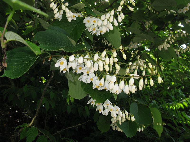 Styrax obassia