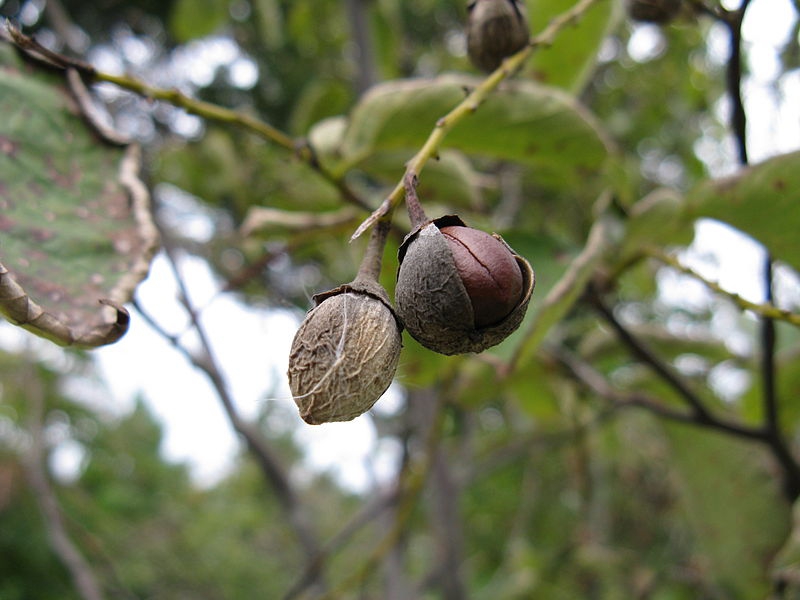 Styrax obassia