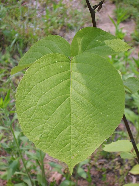 Styrax obassia