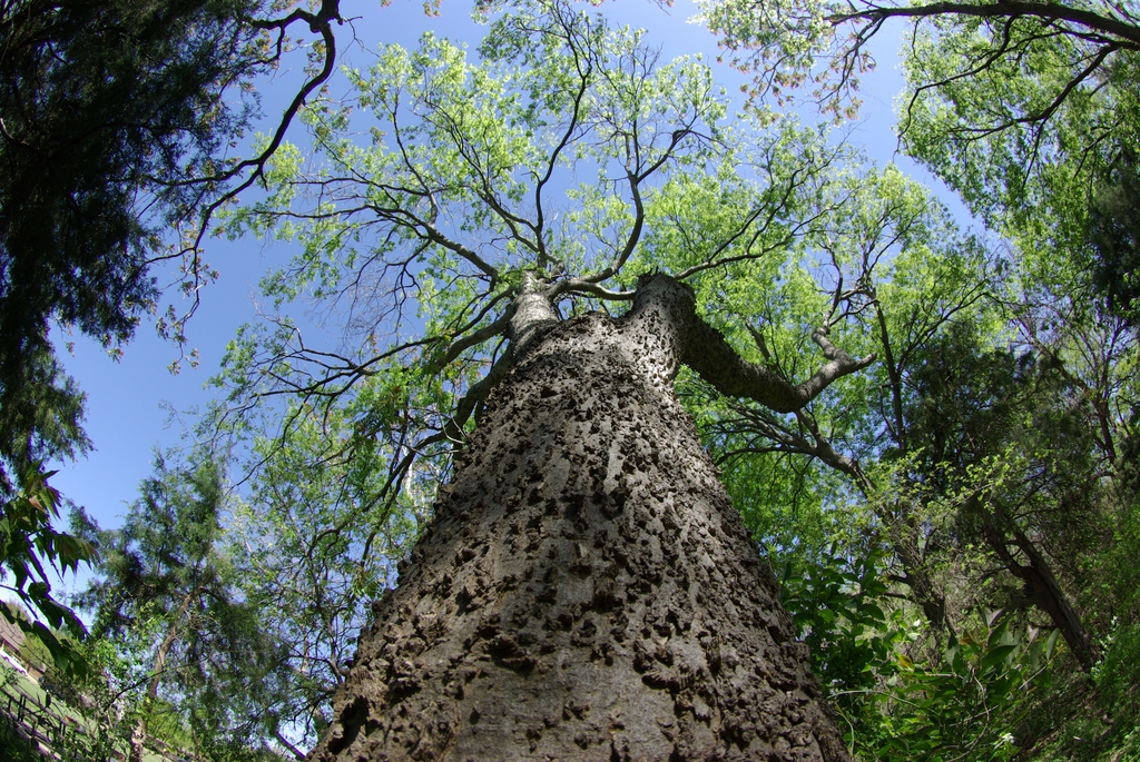 Corky bark