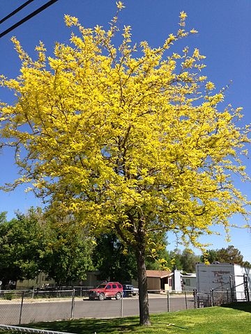 Gleditsia triacanthos 'Sunburst'