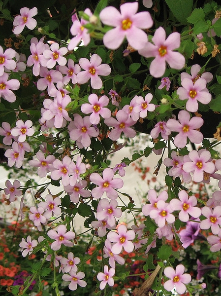 Sutera cordata
