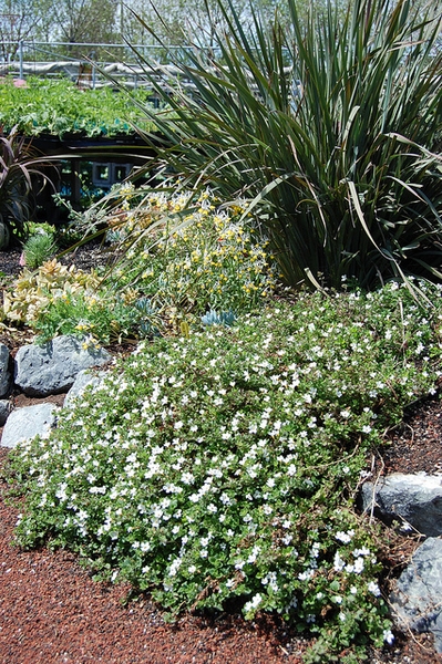 Sutera cordata