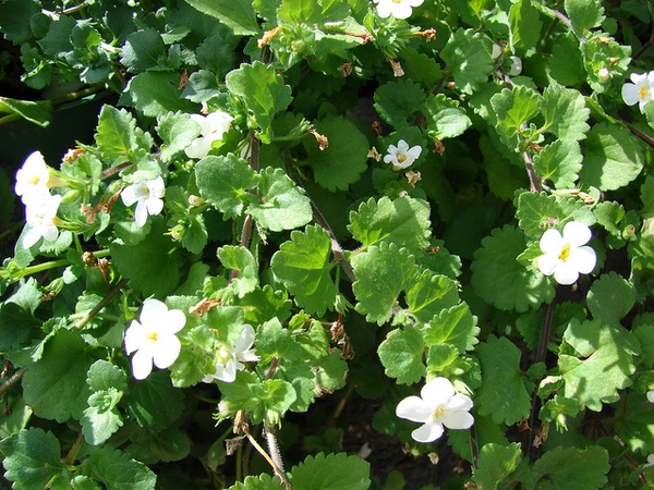 Sutera cordata