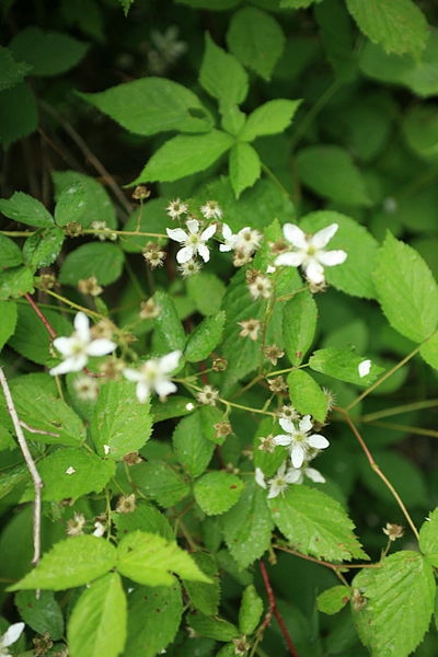 Form