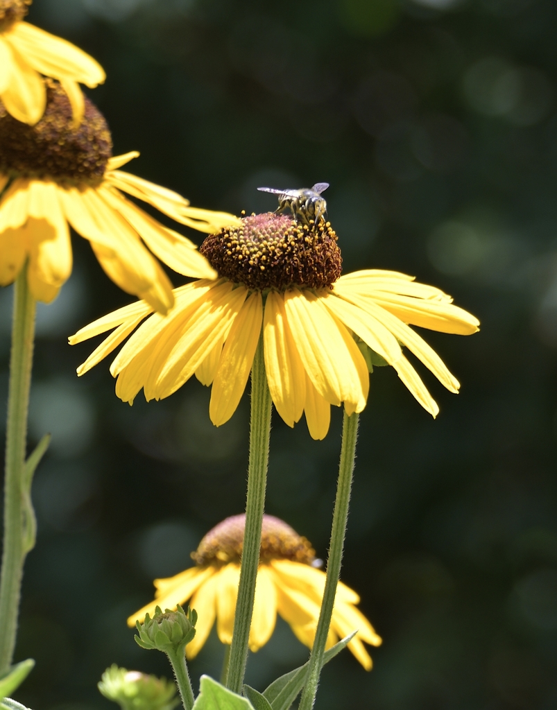 Sweat bee on dark brown cone surrounded by bright yellow petals
