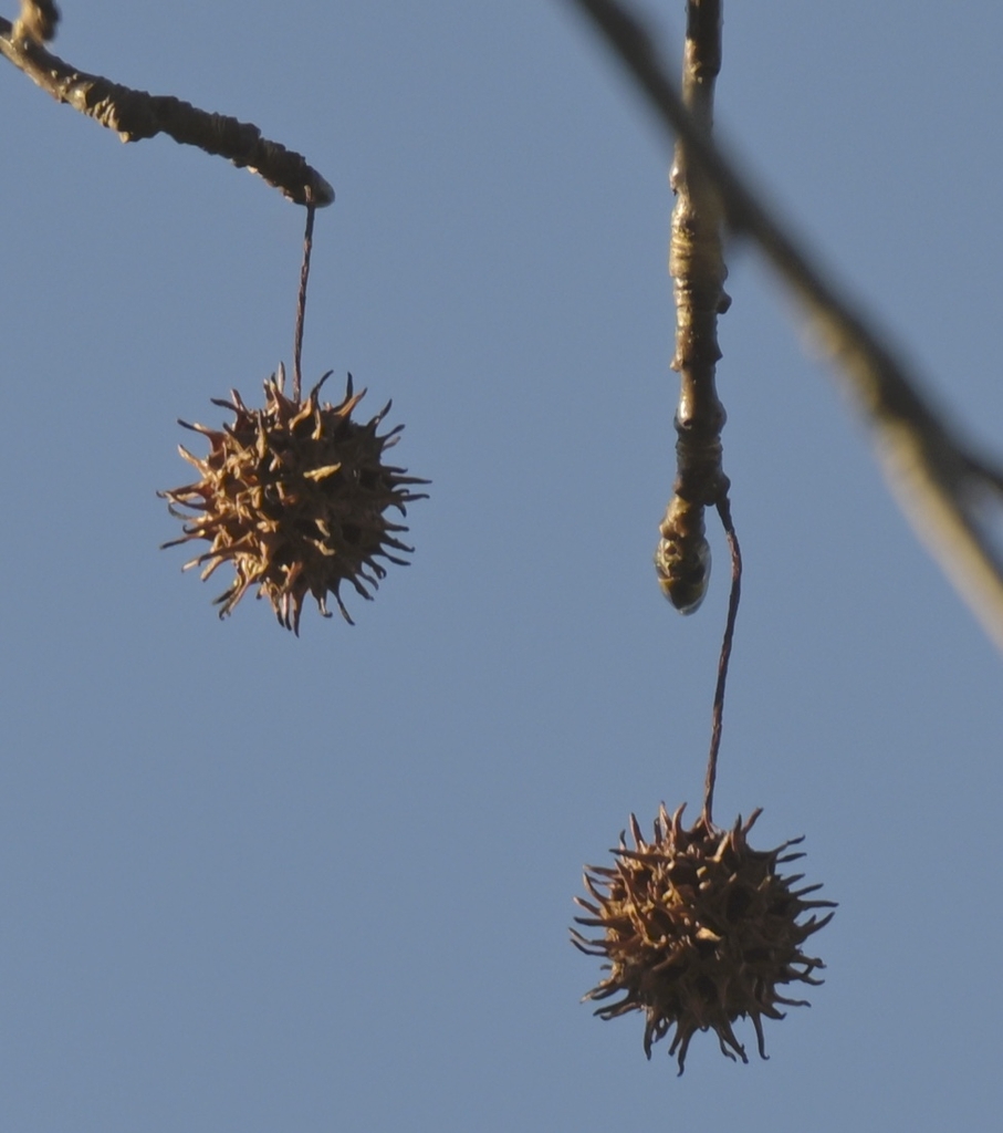Gumballs are the long stemmed, woody, burr like fruit 1/2 inch