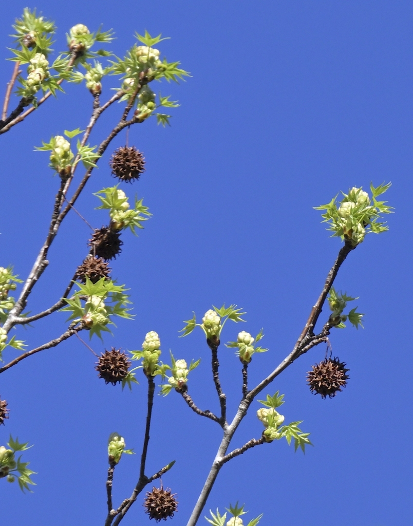 Spiky seed pods or gumballs and greenish yellow flower clusters