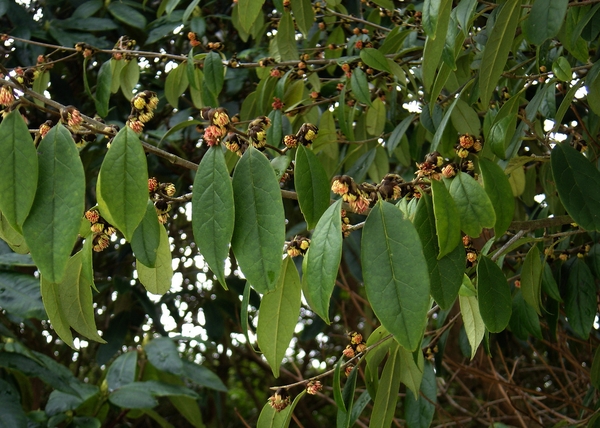 Leaves