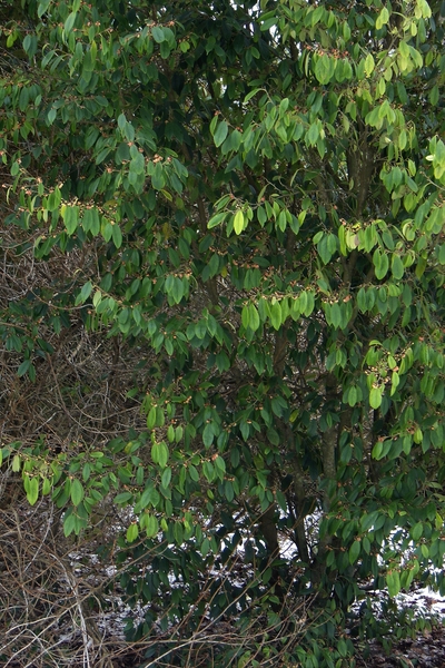 Form